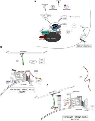 A Compendium of Information on the Lysosome